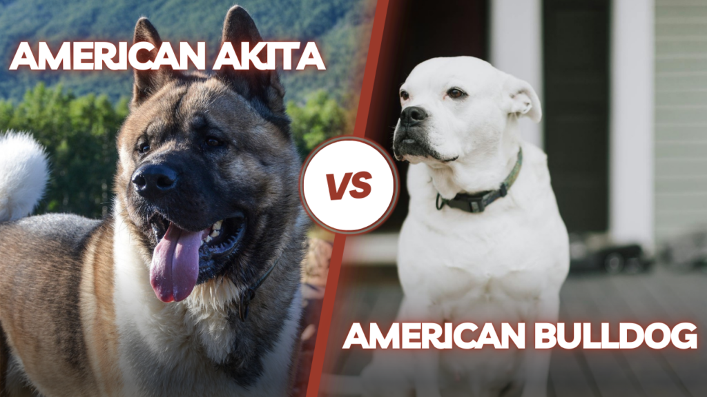 american akita vs american bulldog
