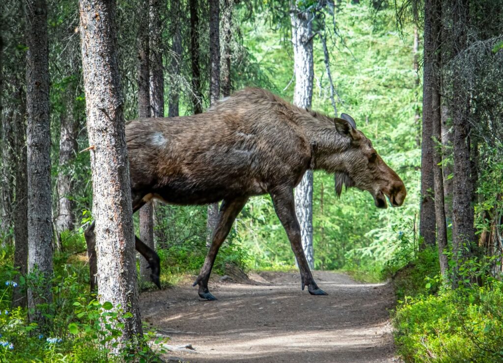 Moose