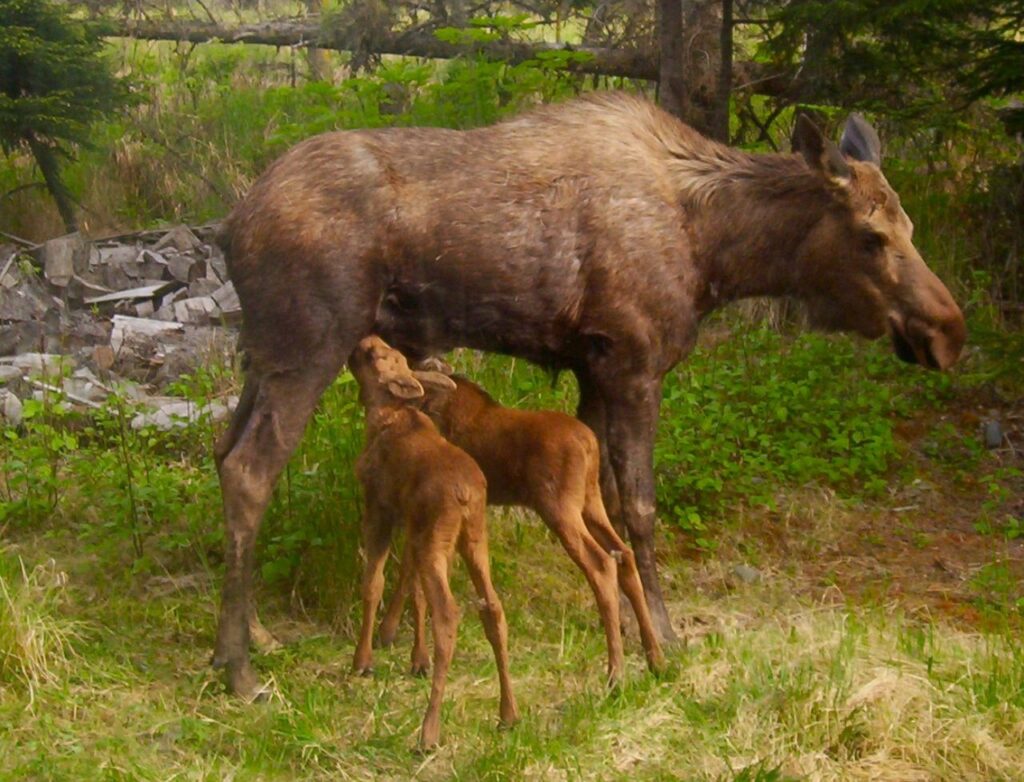 Moose with calves