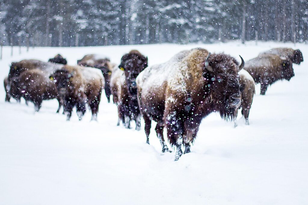 Mountain Bison