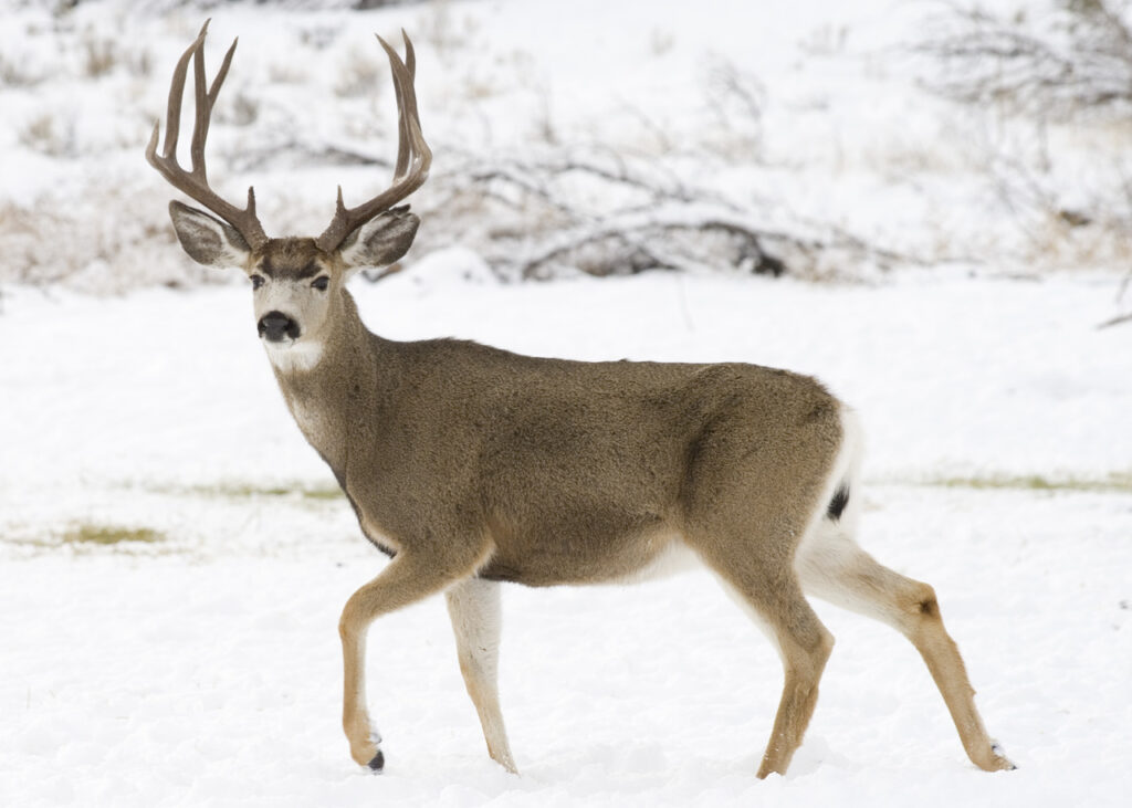 Mule deer