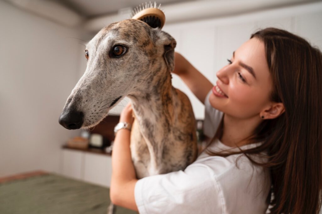 Greyhound