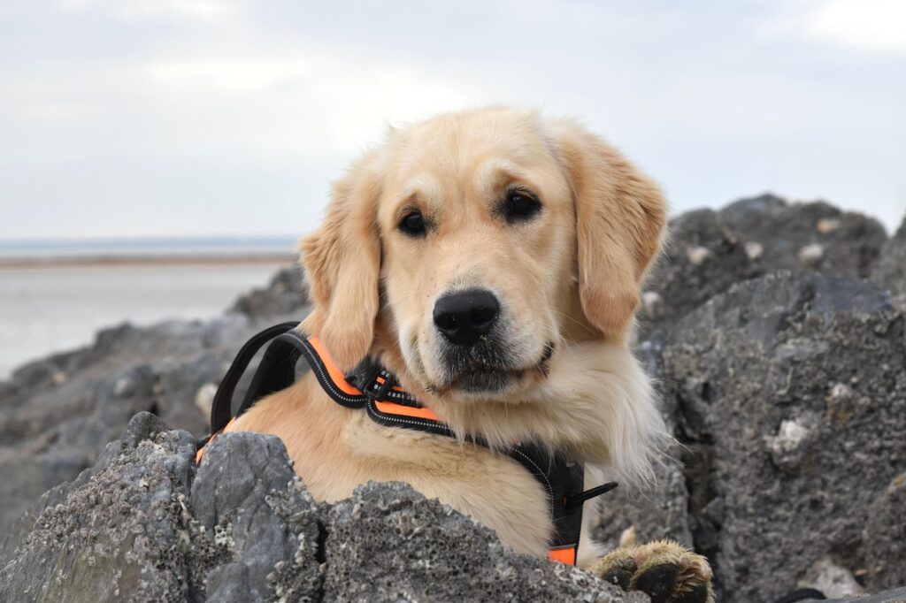 golden-retriever