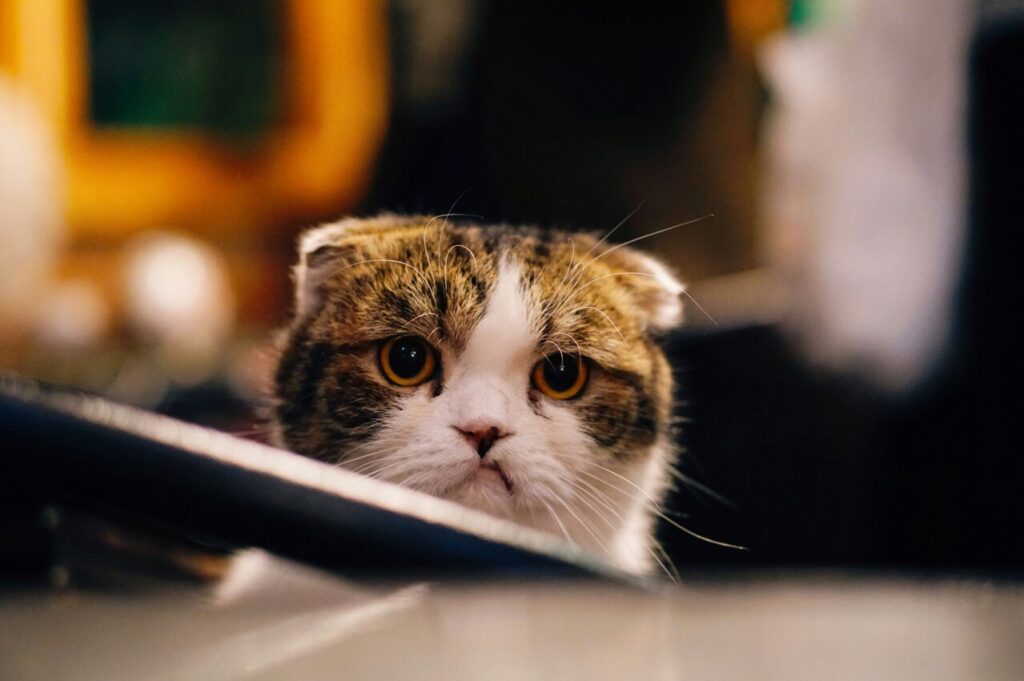 cat