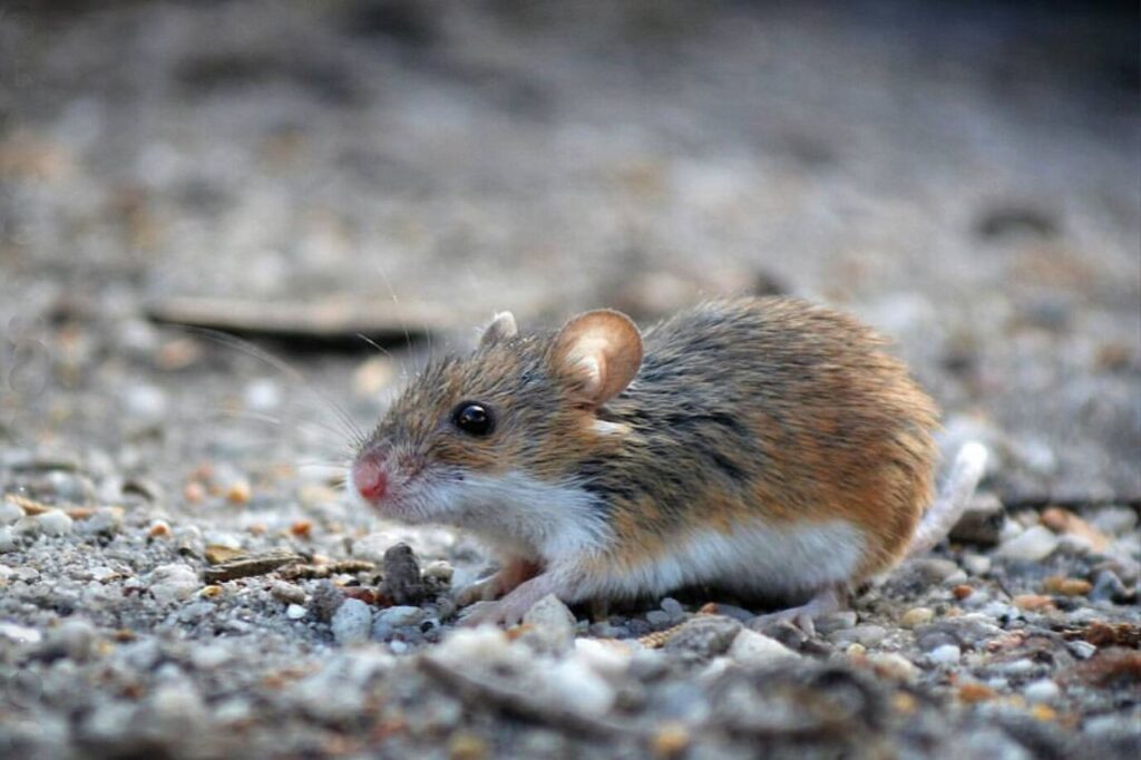 african pygmy mice