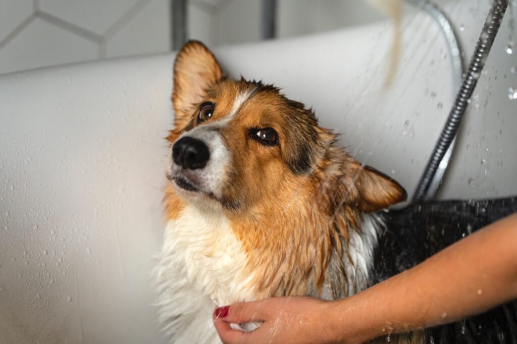 Dog Bath