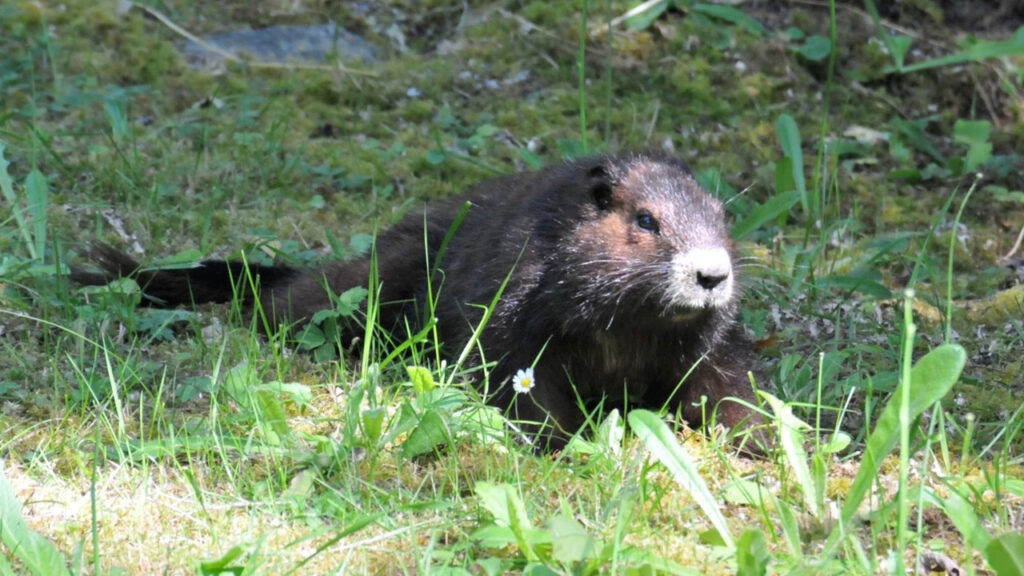 Vancouver Island Marmot