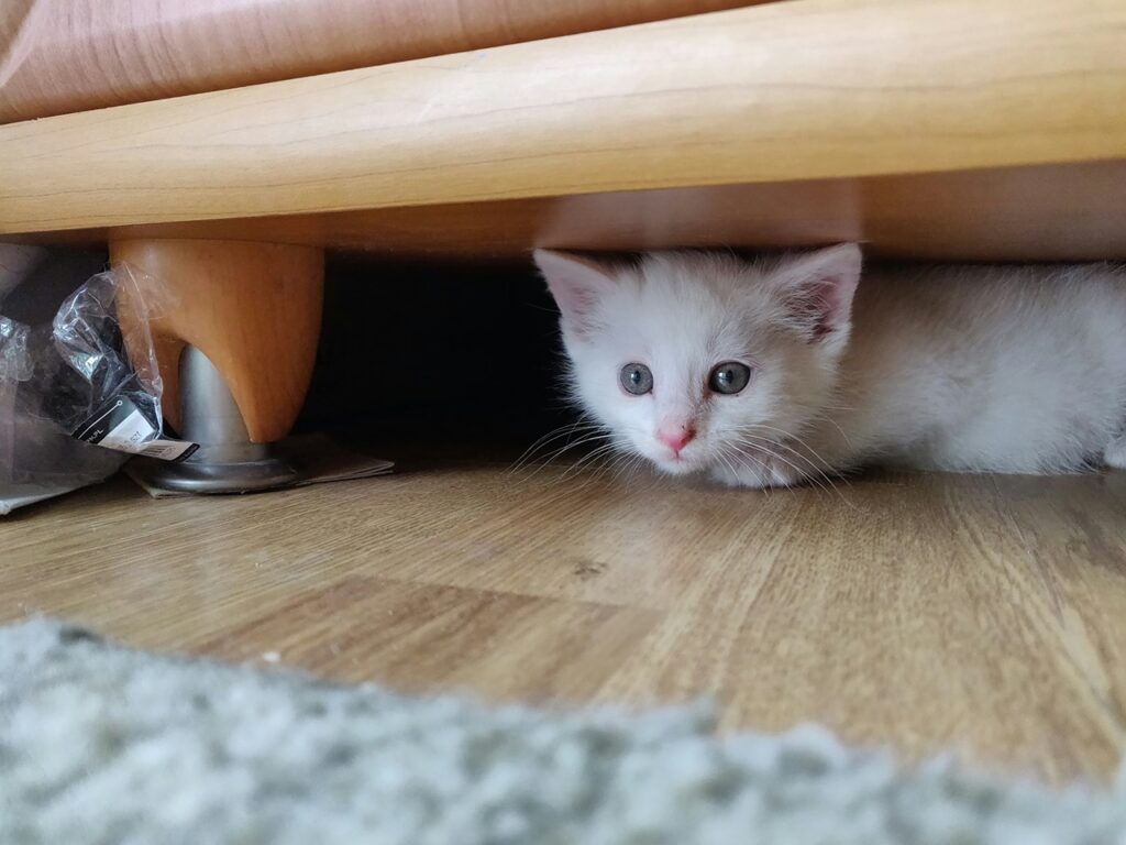 Cat Hiding