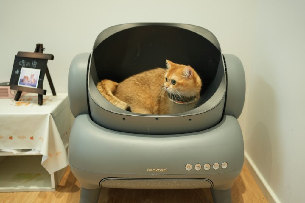 Cat Litter Box