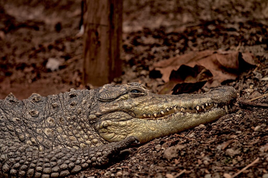 A Sneaky Crococdile