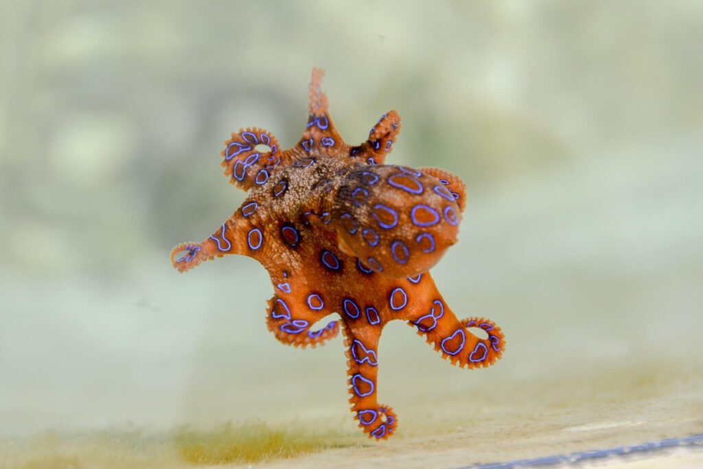 blue-ringed-octopus