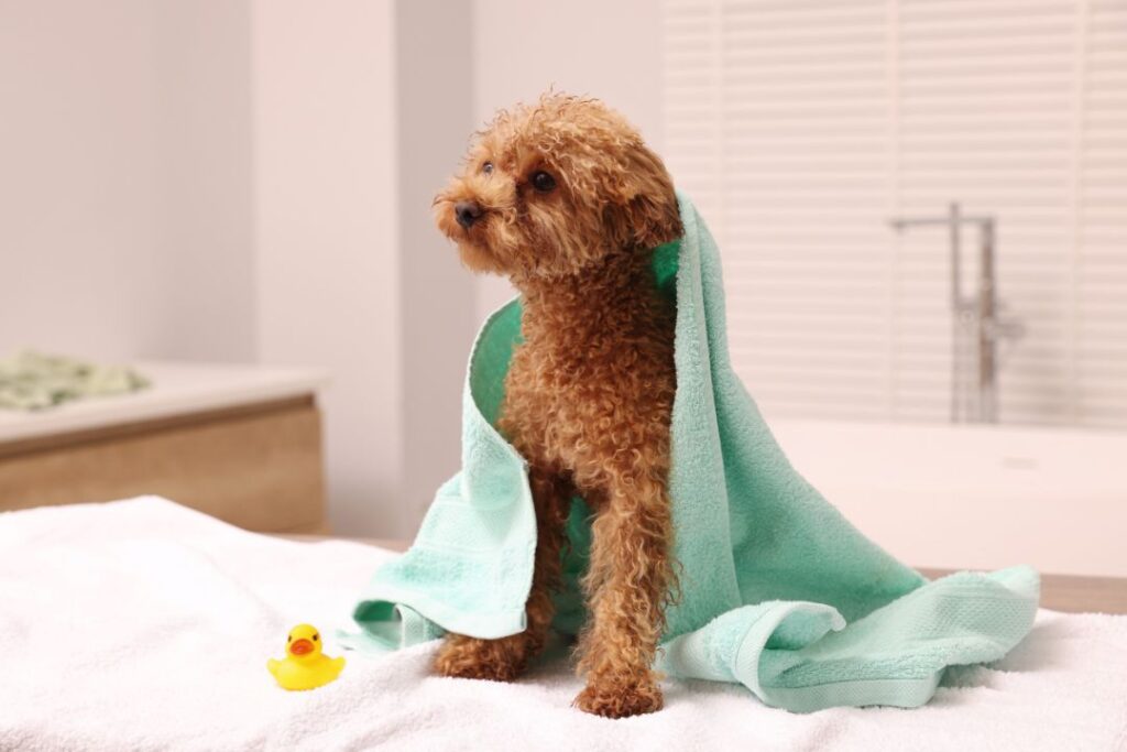 The Towel Twist Puzzle with dog