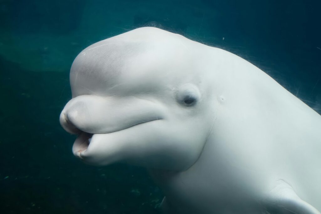 Beluga Whale