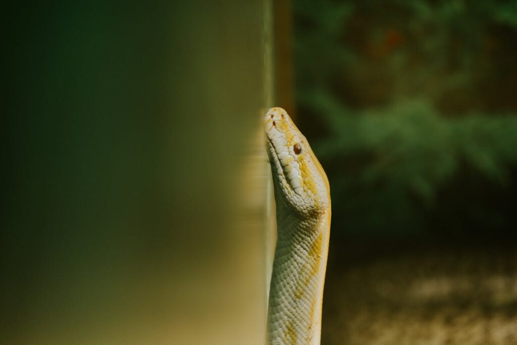 Pet snake