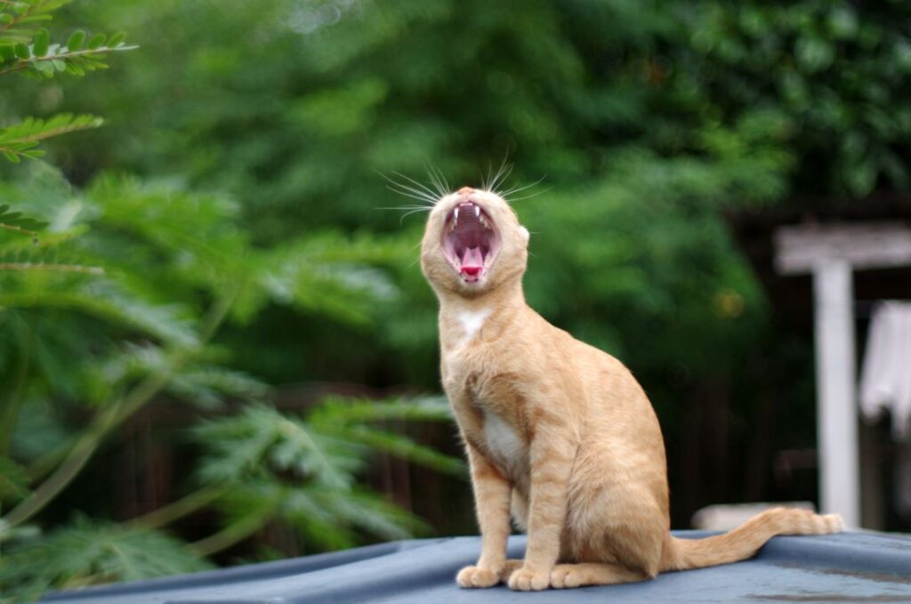 9 Signs of Anxiety in Cats That Are Often Dismissed