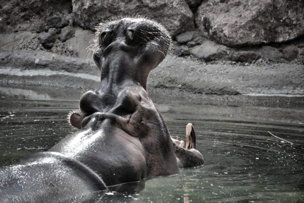 Hippo angry