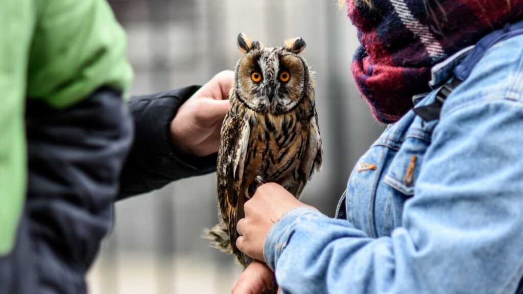Owl of a women hand being petted, Petersburg, Russia.