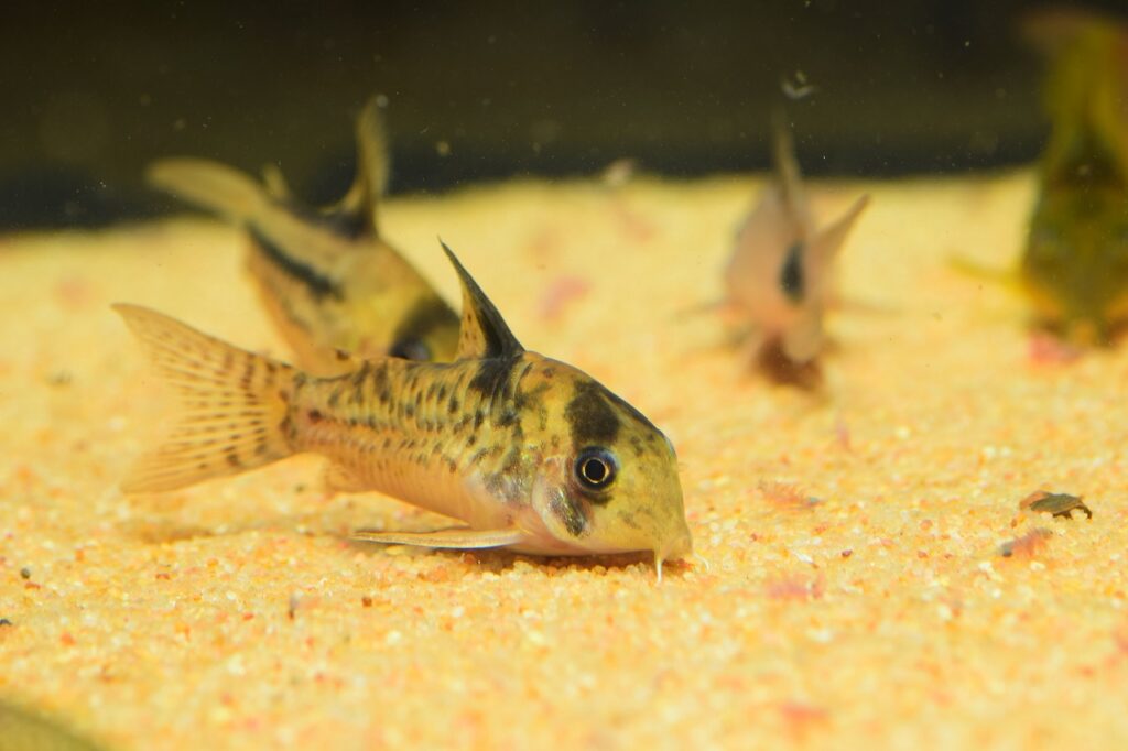 corydoras catfish