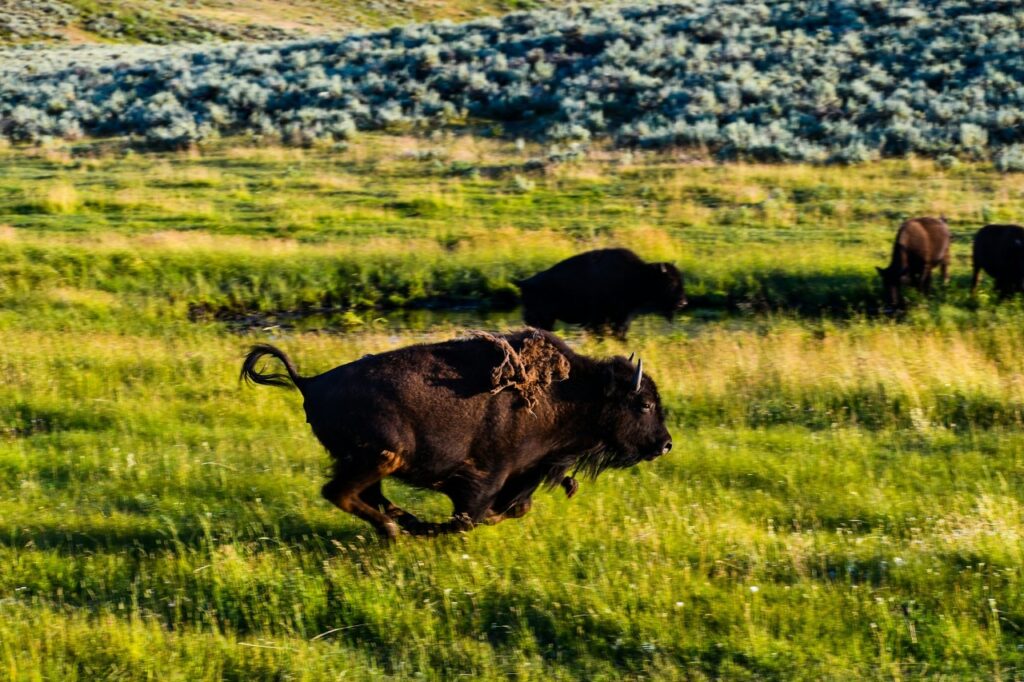 Bison Running