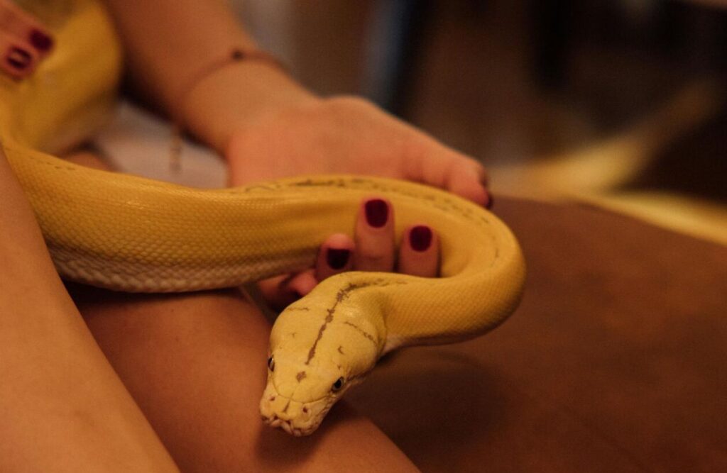 Yellow ball python resting on a person's legs, gently held by their hands.