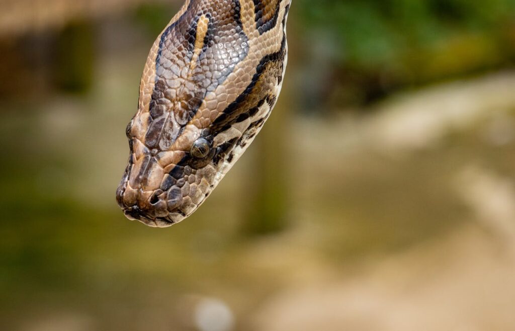 Pet Snake