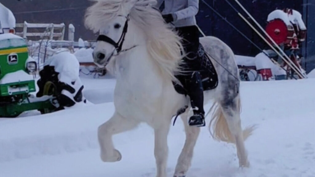 Gaited Horse in snow