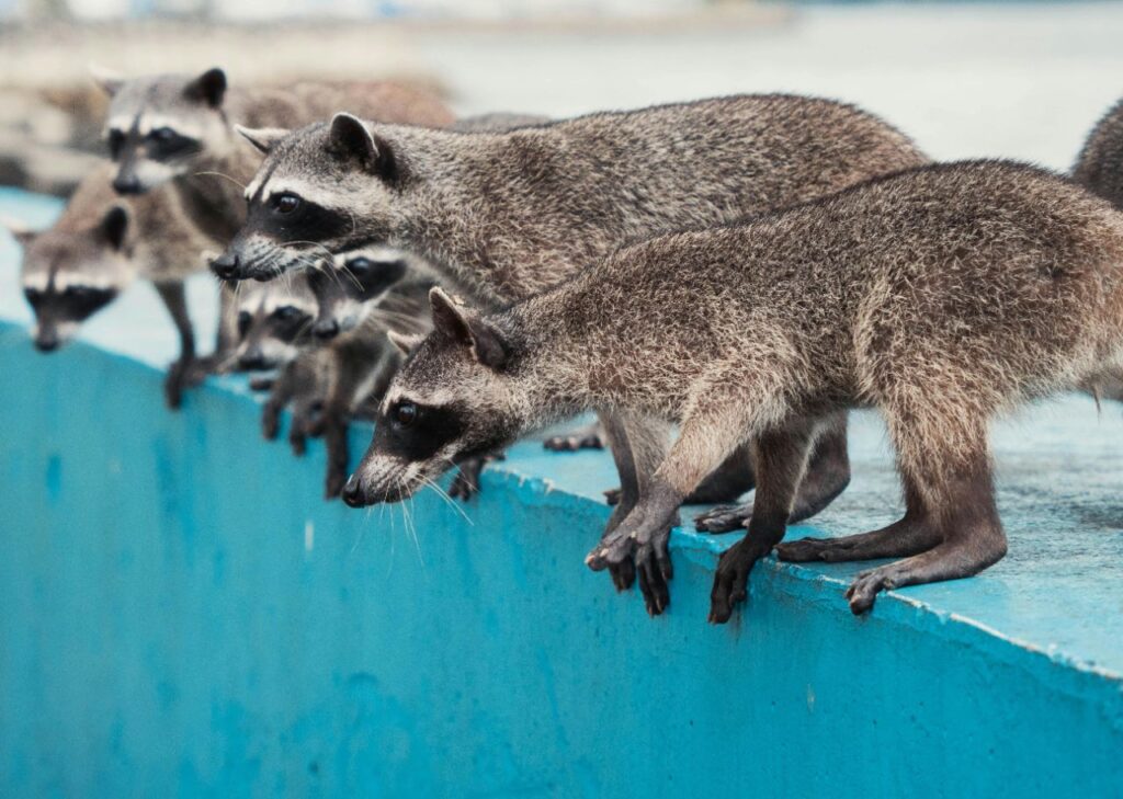Group of Wild Raccoons