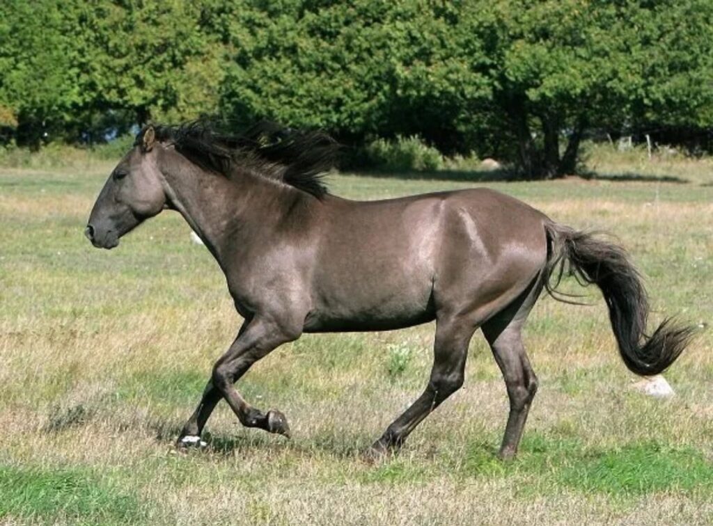 Sorraia