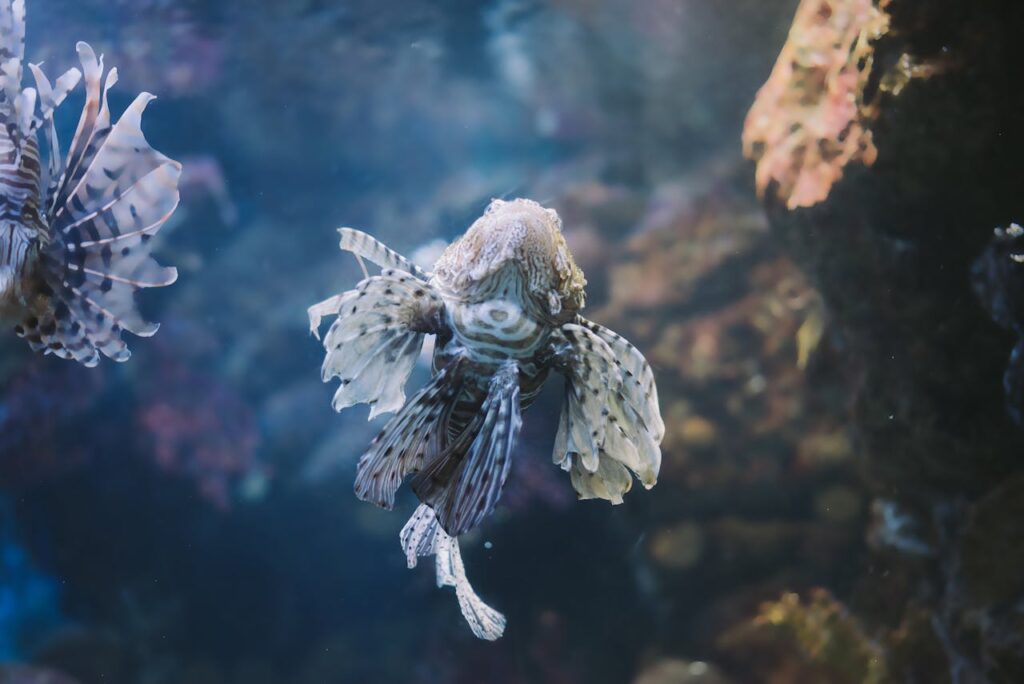 lionfish