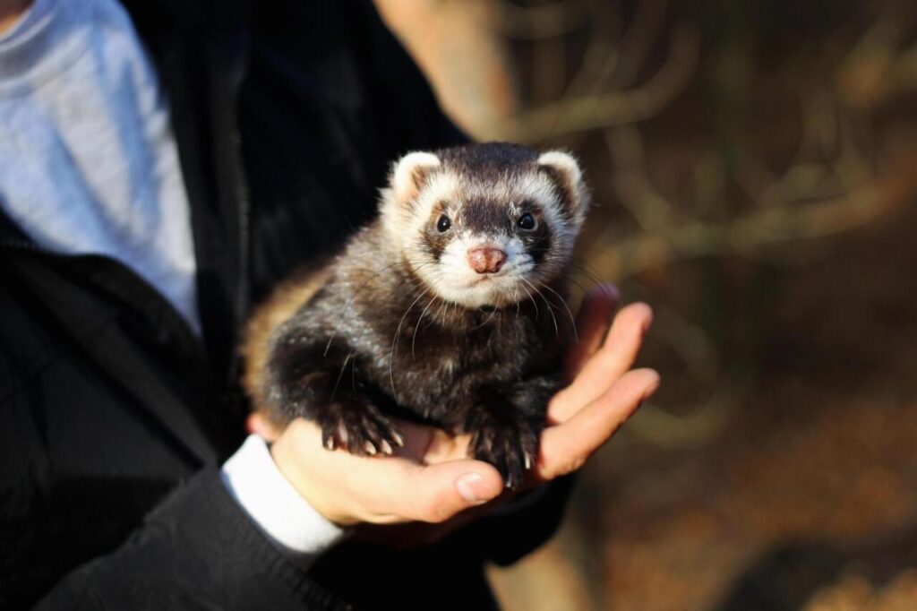 Black-Footed Ferret
