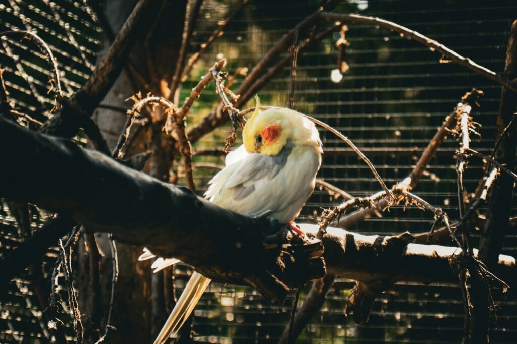 Bird In Aviary