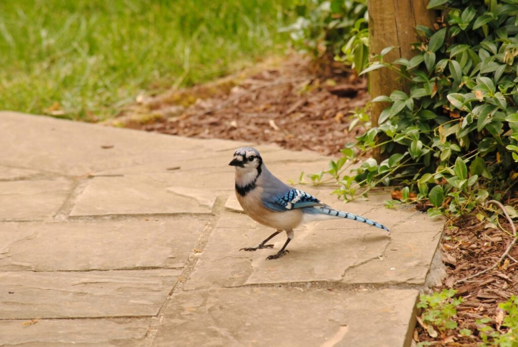 Bird At Backyard