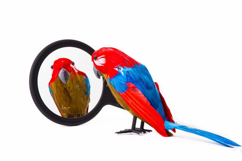 Mirrors and Windows Confuse Flying Birds