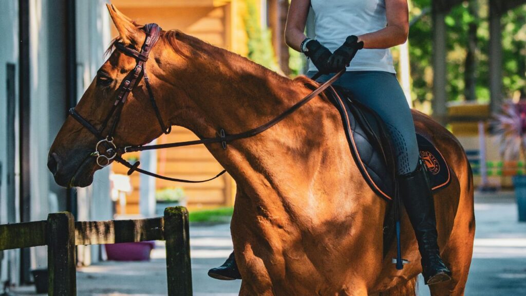 Thoroughbred horse