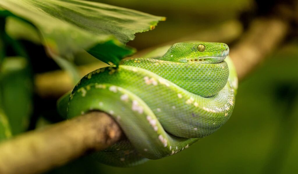 A green coral snake coiled up. 