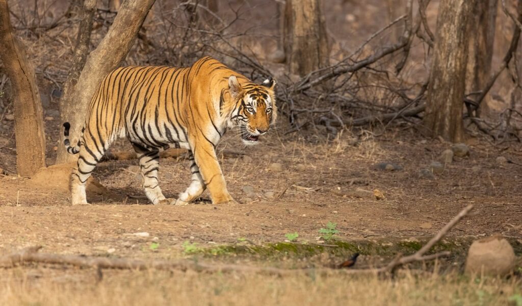 A Bengal Tiger