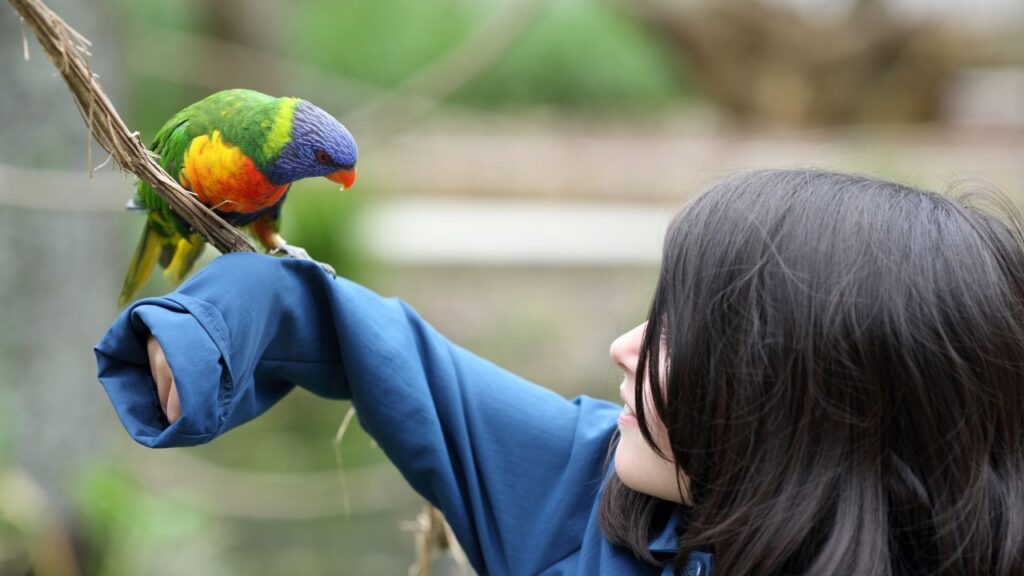 Details of a rainbow lorikeet perched on a branch in front of a young girl.
