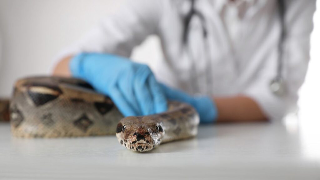 Female veterinarian examining boa constrictor in clinic, closeup