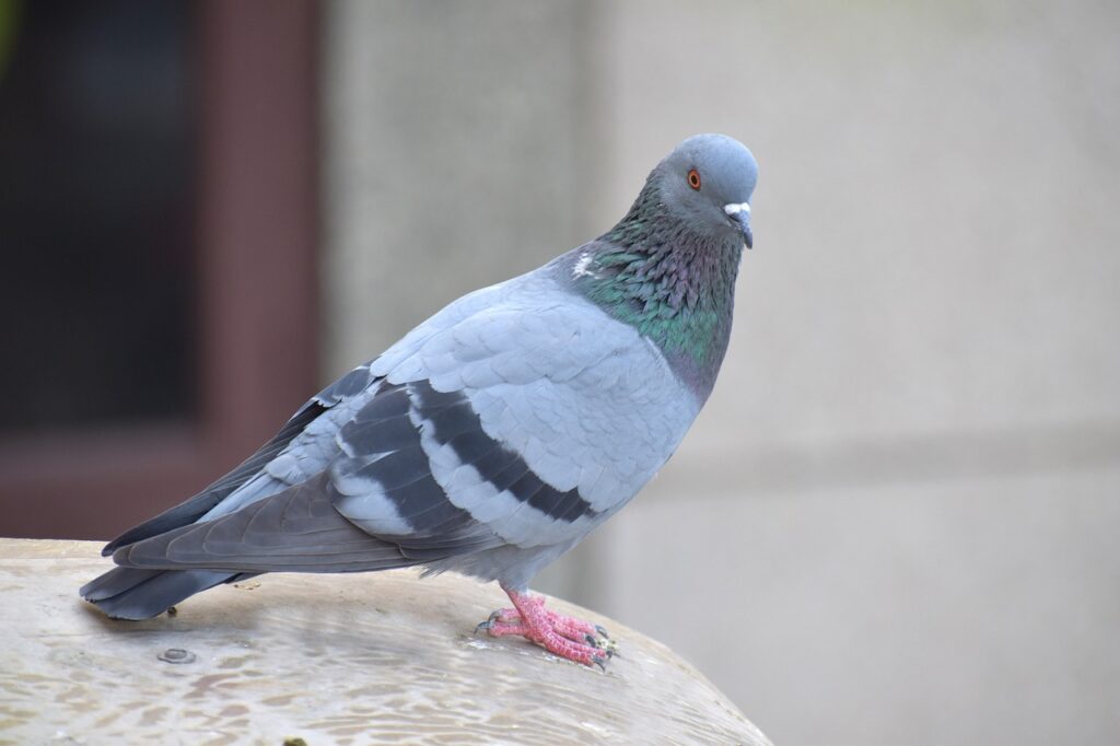 Rock Pigeon