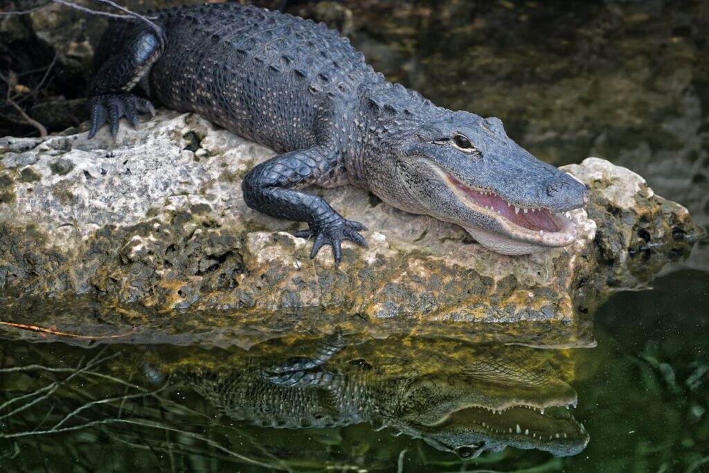 alligator
