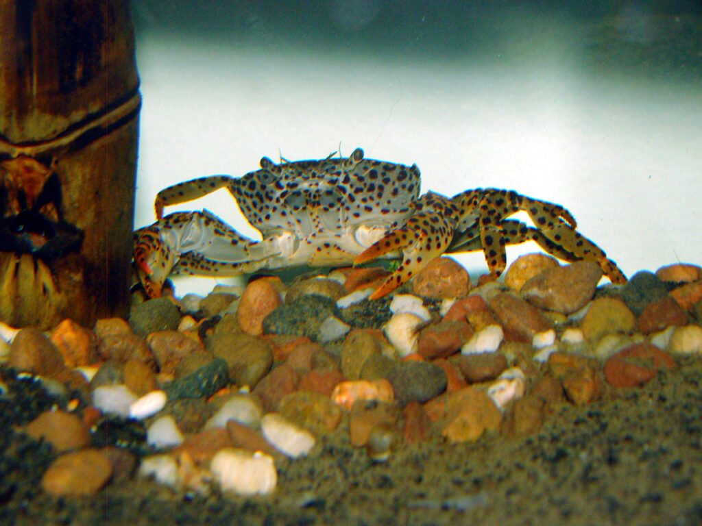 Panther Crab