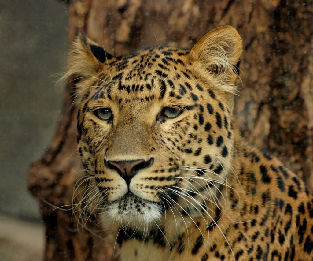 Amur leopard