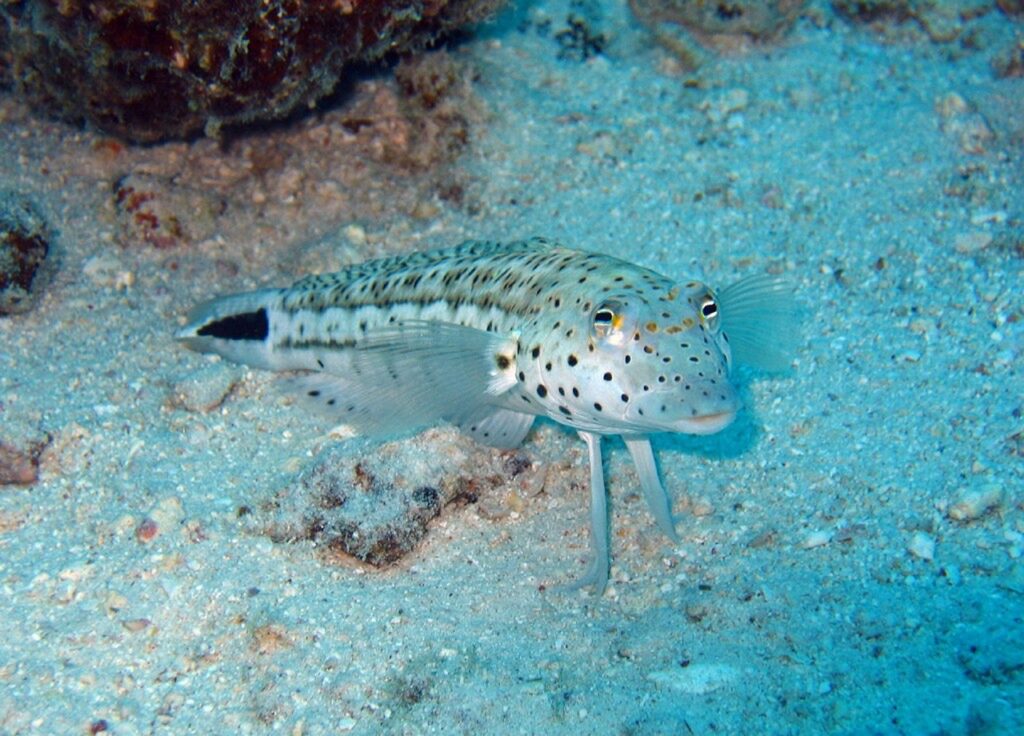 Sandperch