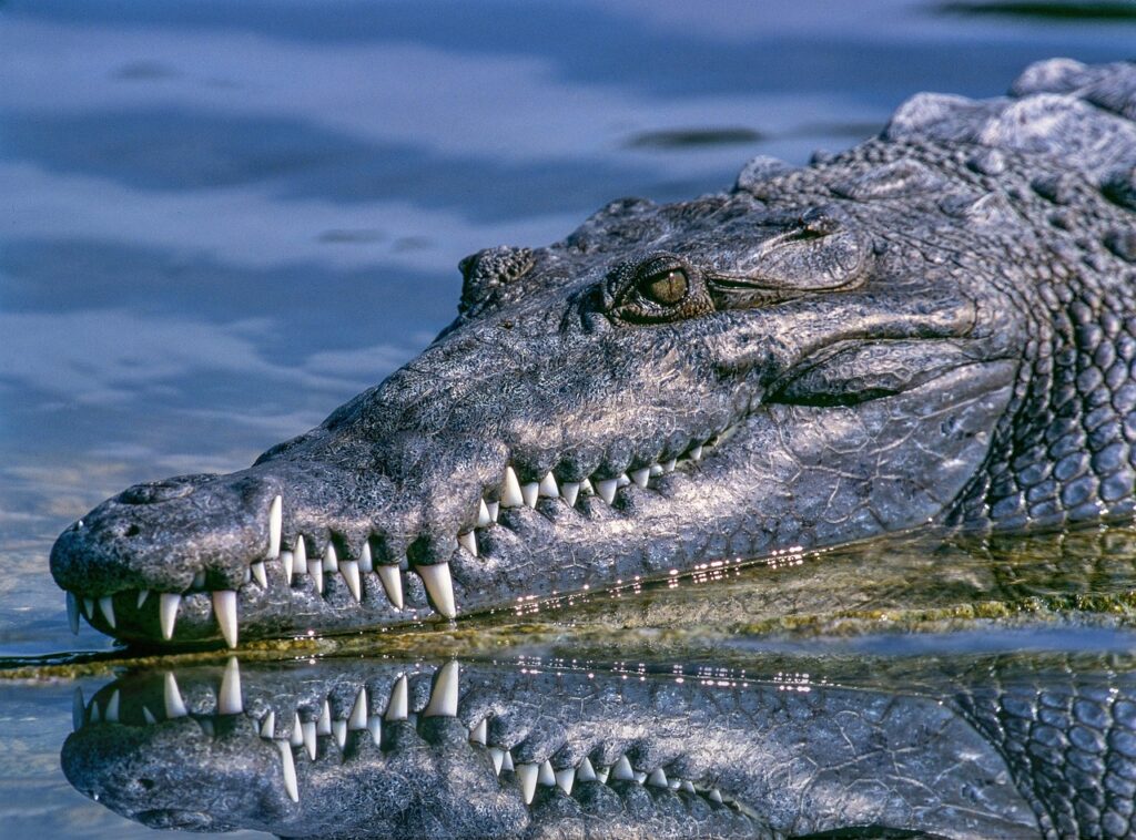 Crocodile resting