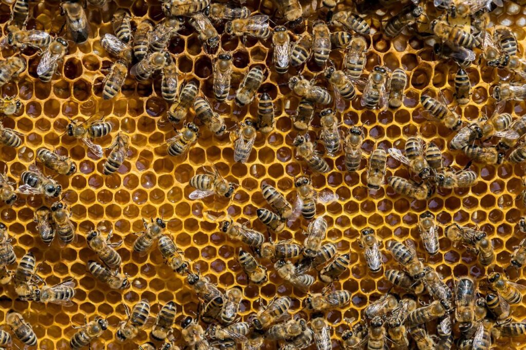 Honeybees Teach Hive Mates Where to Find Food