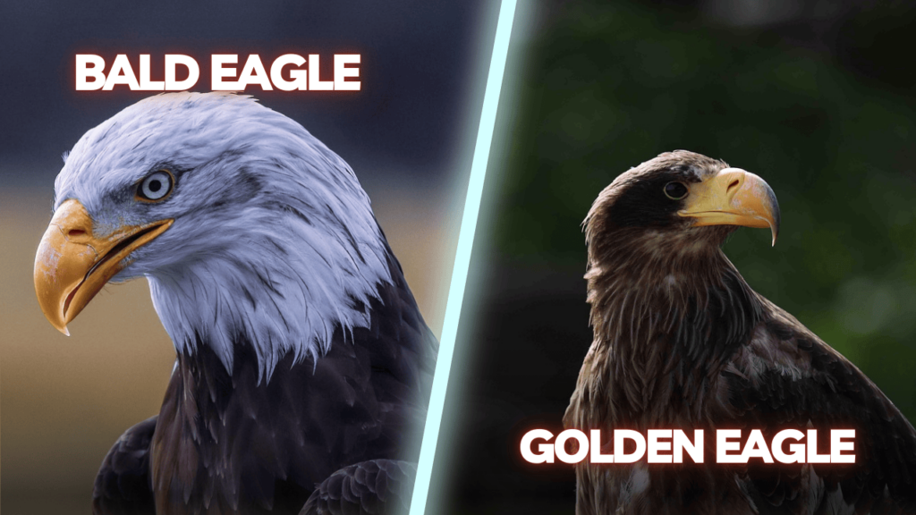 Bald Eagle vs Golden Eagle