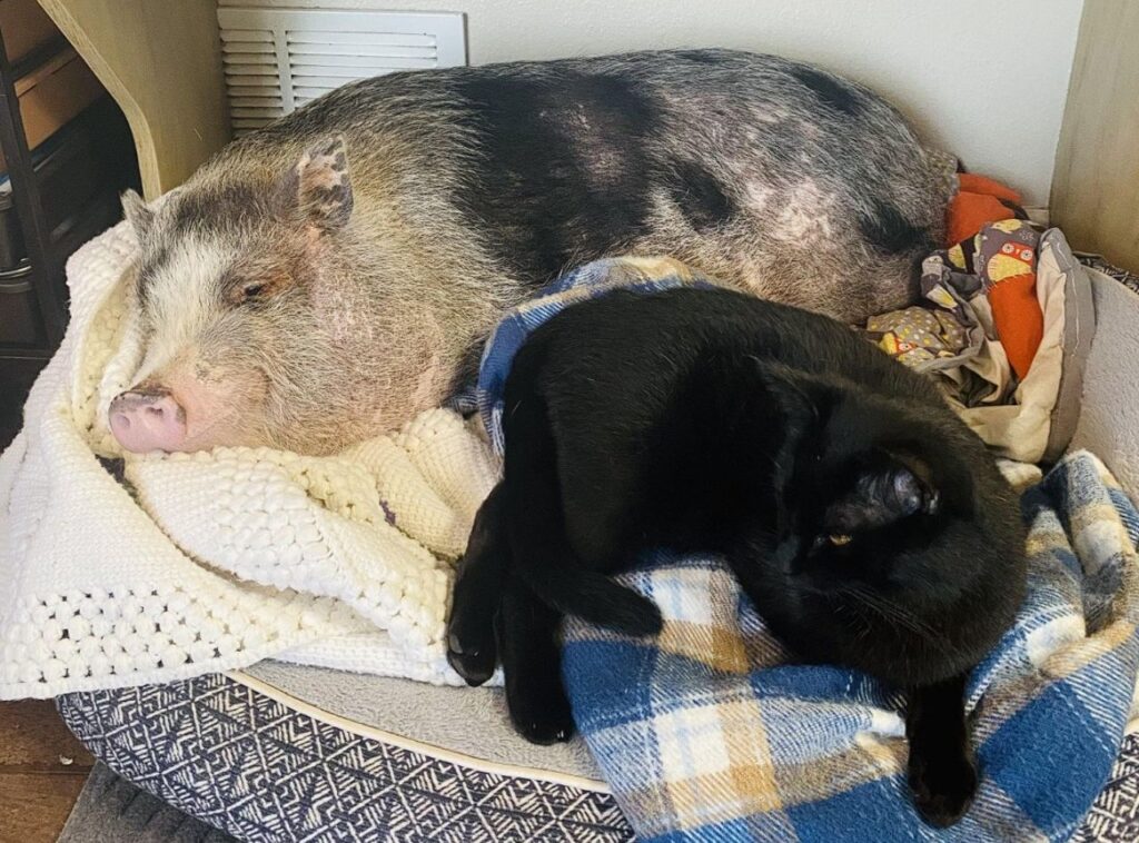 Pig and cat