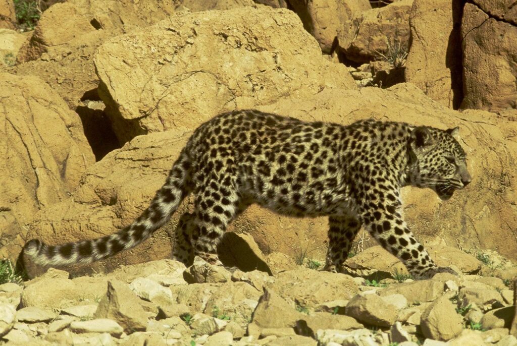 Arabian Leopard