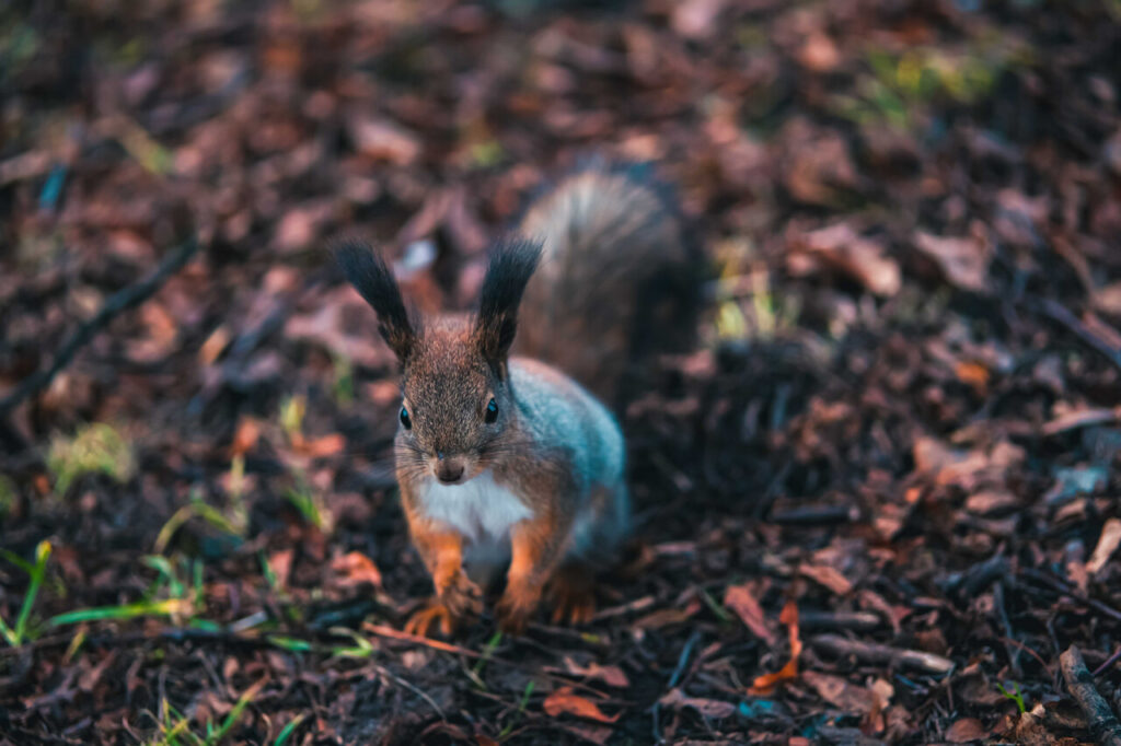 Grey squirrel in autumn park, acorns and dry leaves background.