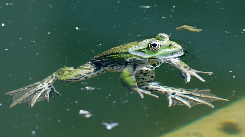 Frog on hunt
